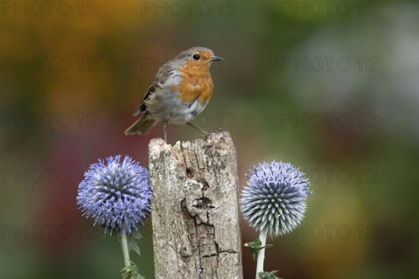 European robin (Erithacus rubecula) adult garden bird on a wooden post in summer, England, United Kingdom
