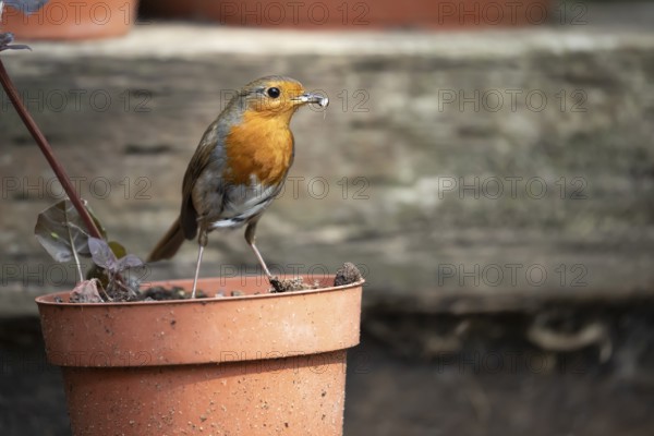 European robin (Erithacus rubecula) adult garden bird with bugs for food in its beak on flower pot in summer, England, United Kingdom