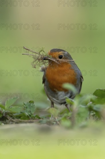 European robin (Erithacus rubecula) adult garden bird collecting nest material in its beak in spring, England, United Kingdom