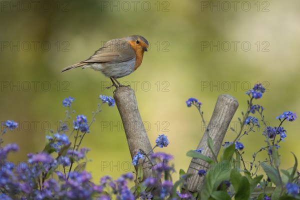 European robin (Erithacus rubecula) adult garden bird on a pair of shears handle in spring, England, United Kingdom