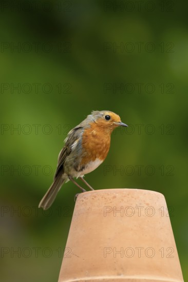 European robin (Erithacus rubecula) adult garden bird on a flower pot in summer, England, United Kingdom