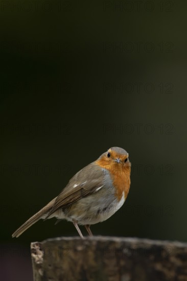 European robin (Erithacus rubecula) adult garden bird on a tree stump, England, United Kingdom