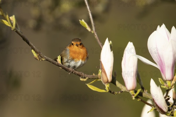 European robin (Erithacus rubecula) adult garden bird in a Magnolia tree with blossom in spring, England, United Kingdom