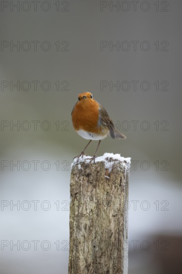 European robin (Erithacus rubecula) adult garden bird on snow covered post in winter, England, United Kingdom
