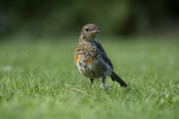 European robin (Erithacus rubecula) juvenile baby garden bird on a grass lawn in summer, England, United Kingdom