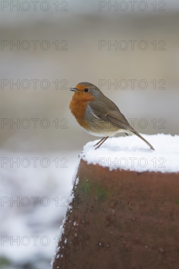 European robin (Erithacus rubecula) adult garden bird singing on snow covered flower pot in winter, England, United Kingdom