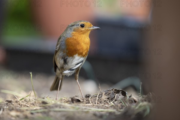European robin (Erithacus rubecula) adult garden bird searching for food in summer, England, United Kingdom