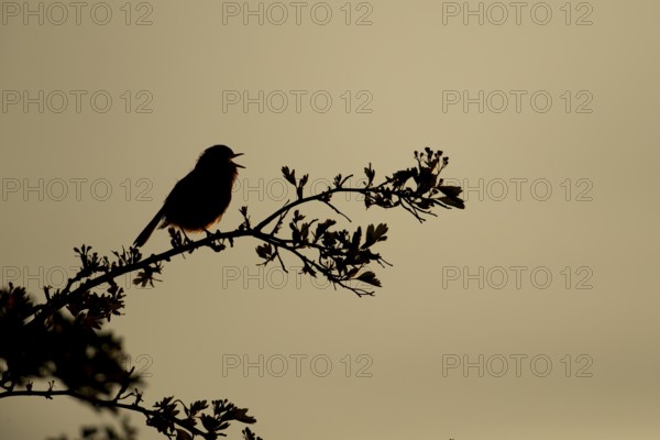 European robin (Erithacus rubecula) silhouette of an adult garden bird singing on a tree branch at sunset in spring, England, United Kingdom