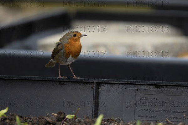 European robin (Erithacus rubecula) adult garden bird on a plastic raised bed, England, United Kingdom