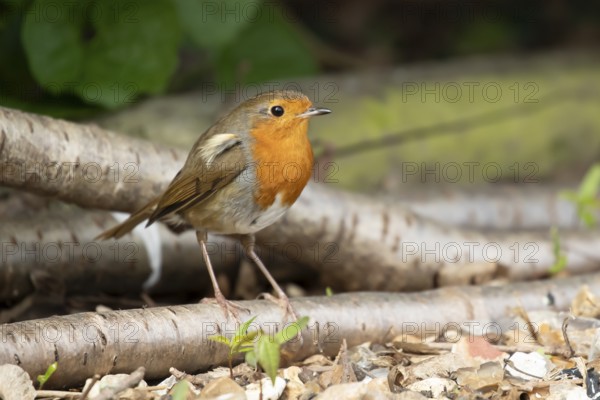 European robin (Erithacus rubecula) adult garden bird on a log pile, England, United Kingdom