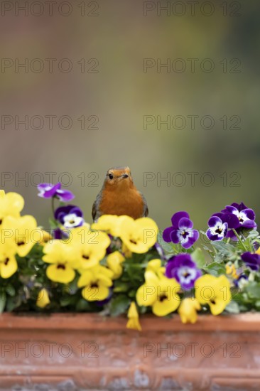 European robin (Erithacus rubecula) adult garden bird on a flower pot with Pansy or Viola flowers in spring, England, United Kingdom