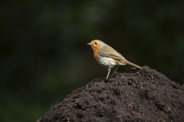 European robin (Erithacus rubecula) adult garden bird on a pile of soil, England, United Kingdom
