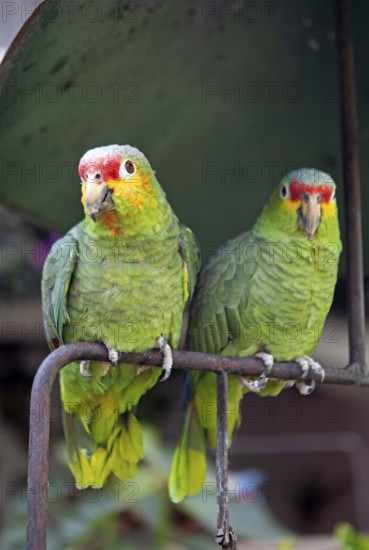 Red-fronted Amazon (Amazona autumnalis) or Yellow-cheeked Amazon in Chichicastenango, Parrots, Highlands, Departamento El Quiché, Guatemala