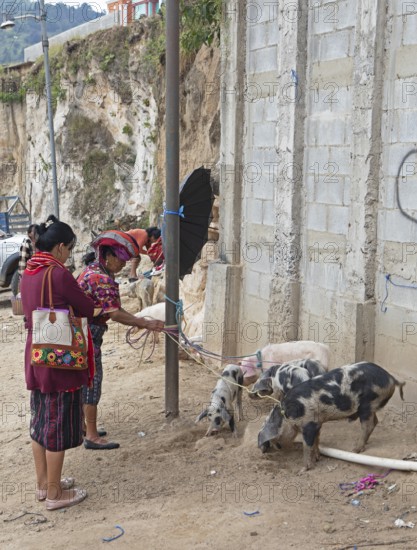 Mayan woman in traditional clothing with domestic pigs in Chichicastenango, Highlands, El Quiché Department, Guatemala