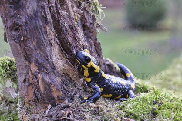 Fire salamander (Salamandra salamandra), climbing on a tree root, wildlife, close-up, Wilnsdorf, North Rhine-Westphalia, Germany