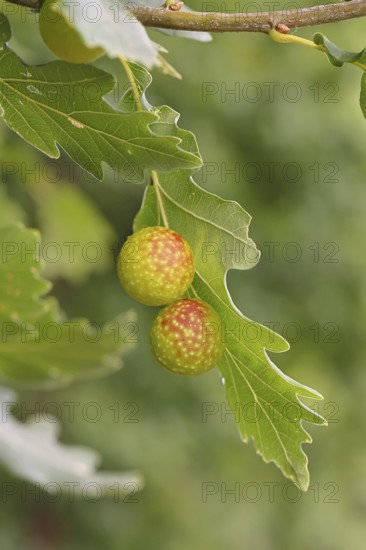 Common oak gall wasp (Cynips quercusfolii) on a leaf of an English oak, Wilnsdorf, North Rhine-Westphalia, Germany