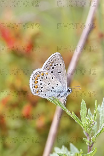 Blue butterfly (Polyommatus icarus), common blue, female on a leaf on a forest path, underside of wings, butterfly (butterfly) of the family Lycaenidae, occurring in Europe, North Africa and Asia, Wildlife, Wilnsdorf, North Rhine-Westphalia, Germany