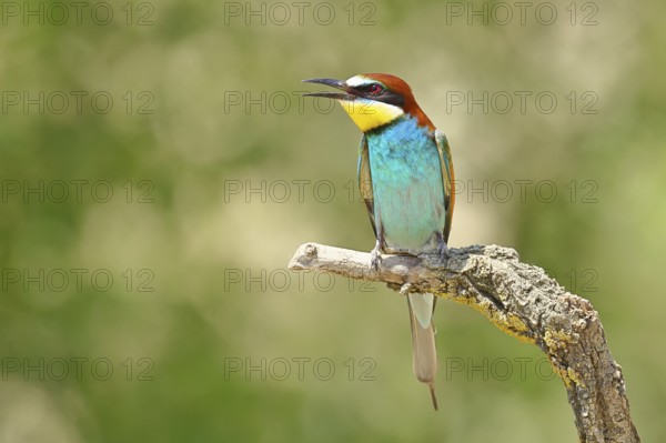 European bee-eater (Merops apiaster) sitting on a branch covered with green lichen, Lake Neusiedl, Burgenland, Austria