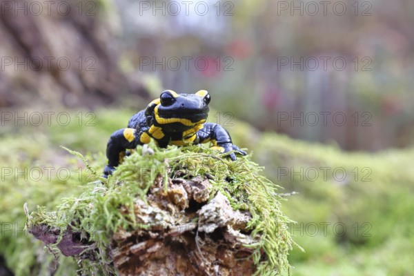 Fire salamander (Salamandra salamandra), running over moss, wildlife, looking into the camera, close-up, Wilnsdorf, North Rhine-Westphalia, Germany