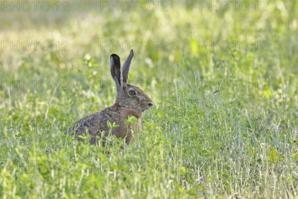 European hare (Lepus europaeus) sitting in a meadow, looking attentively out of the tall grass, Wildlife, North Rhine-Westphalia, Germany
