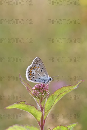 Blue butterfly (Polyommatus icarus), Common blue, female on a flower of Hemp agrimony (Asteraceae) on a forest path, underside of wings, butterfly (butterfly) of the family Lycaenidae, occurring in Europe, North Africa and Asia, Wildlife, Wilnsdorf, North Rhine-Westphalia, Germany