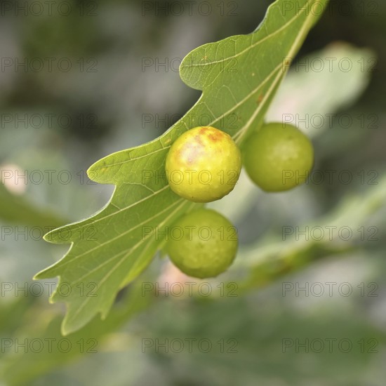 Common oak gall wasp (Cynips quercusfolii) on a leaf of an English oak, Wilnsdorf, North Rhine-Westphalia, Germany