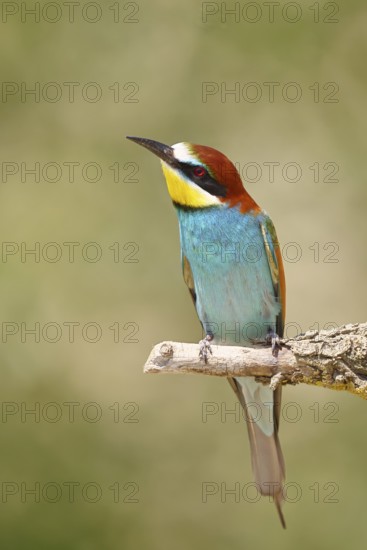 European bee-eater (Merops apiaster) sitting on a branch covered with green lichen, Lake Neusiedl, Burgenland, Austria