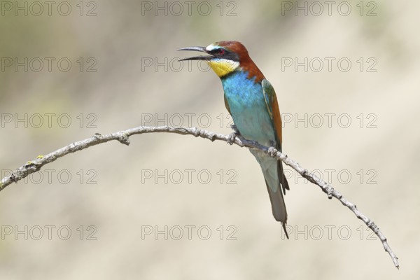 European bee-eater (Merops apiaster) sitting on a branch covered with lichen, Lake Neusiedl, Burgenland, Austria