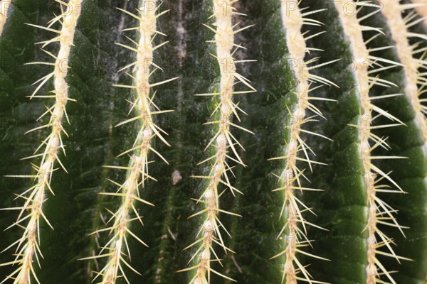 Close up of thorns of 'Echinocactus Platyacanthus' giant barrel cactus plant