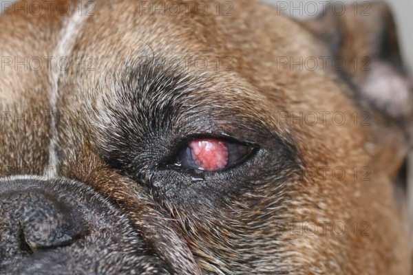 Close up of eye of French Bulldog dog with surgical implanted conjunctival flap covering eye used as treatment of deep corneal injury