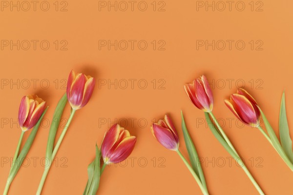 Top view of dark pink tulip flowers with yellow tips on orange background. Floral spring background with copy space