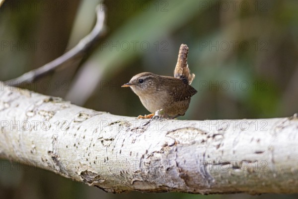 Wren (troglodytes troglodytes) Germany