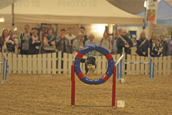 Agility, dog jumps through tires