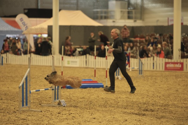 Agility, dog jumps over obstacle