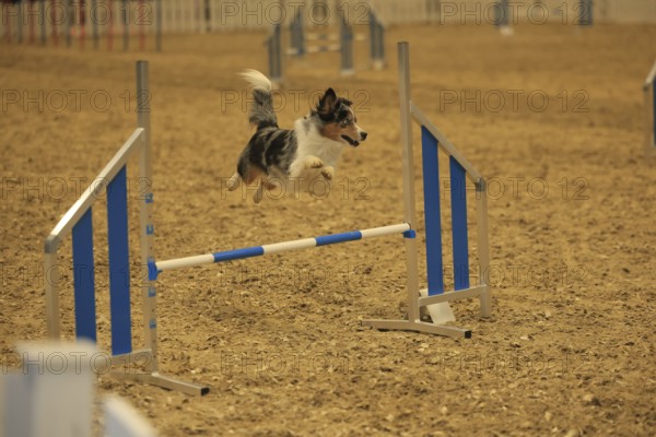 Agility, Australia Sheppard jumps over hurdle