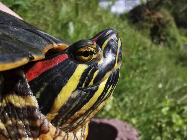 Close-up of a colourful turtle head Red-eared slider turtle (Trachemys scripta elegans) with yellow and red stripes, pet, Franconia