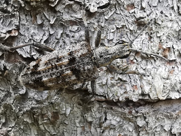 A grey beetle (Rhagium inquisitor) on tree bark shows perfect camouflage in a natural environment, Thuringian Forest, Germany