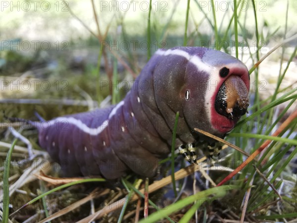 Close-up of a purple caterpillar (eruca) of the puss moth (cerura vinula) with striking colouration in the grass, Thuringian Forest