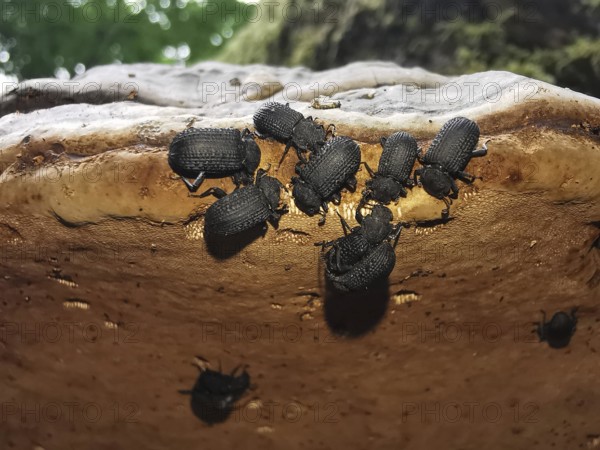 Small black beetles Tinder fungus black beetles (Bolitophagus reticulate bolitophagus) are distributed on a brown surface of a tree fungus and move, Franconian Forest nature park Park, Germany