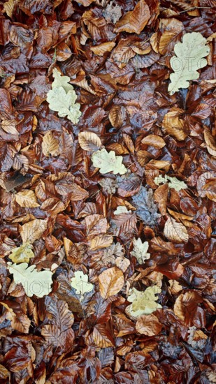 Oak leaves mix with brown leaves in a natural pattern, Frankenwald nature park Park