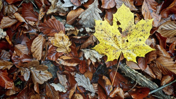 A yellow maple leaf contrasts with brown leaves on the moist soil, Frankenwald nature park Park