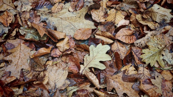 A variety of autumn leaves cover the forest floor in warm shades, Franconian Forest nature park Park