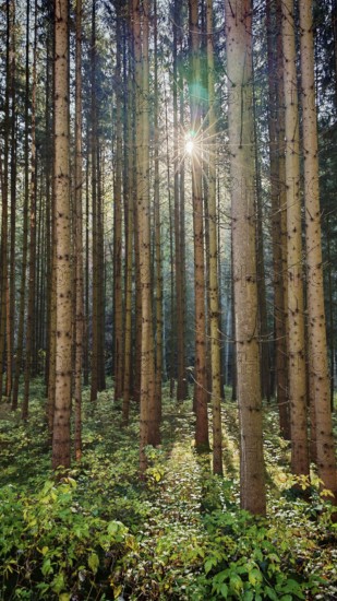 Light shines through a dense forest characterized by tall trees and green undergrowth, Franconian Forest nature park Park