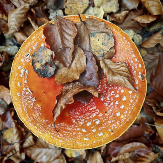 Large orange mushroom fly agaric (amanita muscaria) covered with colourful leaves, Rennsteig, Franconian Forest nature park Park, Germany