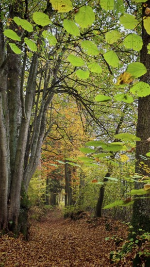 View of a forest path covered by leaves in autumn colors, Franconian Forest nature park Park