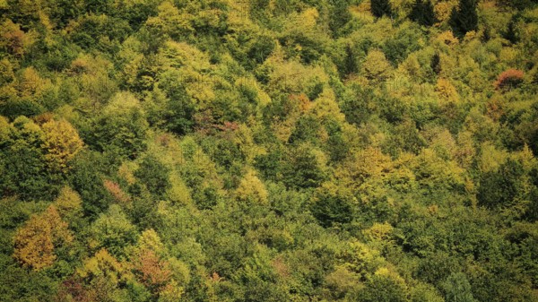 Aerial view of forest in various shades of green, Stepantsminda, Georgia