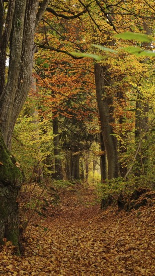 Autumn forest trail covered with orange leaves, Franconian Forest nature park Park