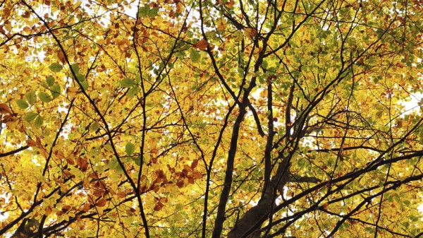 View through the treetops in warm autumn colors, Franconian Forest nature park Park