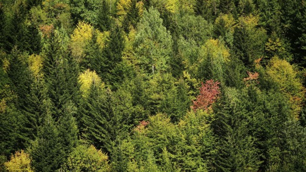 Dense forest with various shades of green and some autumn colors, Stepantsminda, Georgia