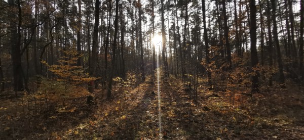 Bright sunlight falls through trees in a thick autumn forest, Potsdam, Germany